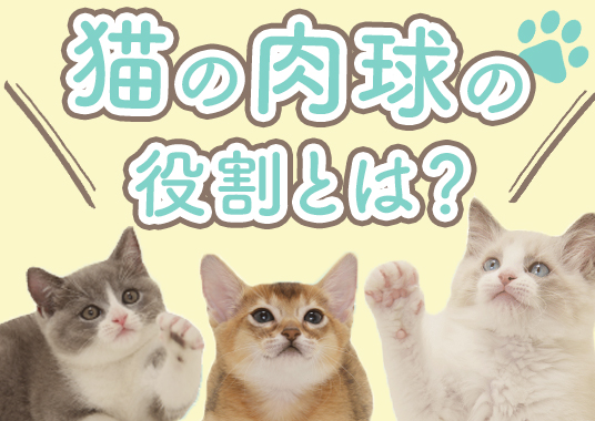 猫の肉球の役割とは？