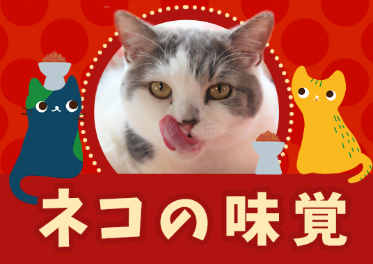 ネコの味覚