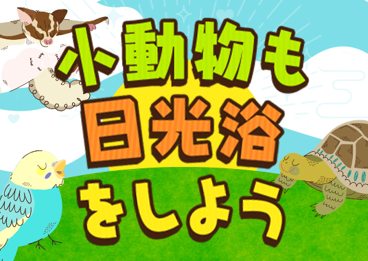 小動物も日光浴をしよう