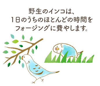 野生のインコは、1日のうちのほとんどの時間をフォージングに費やします。