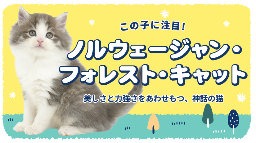 この子に注目！ノルウェージャン・フォレスト・キャット