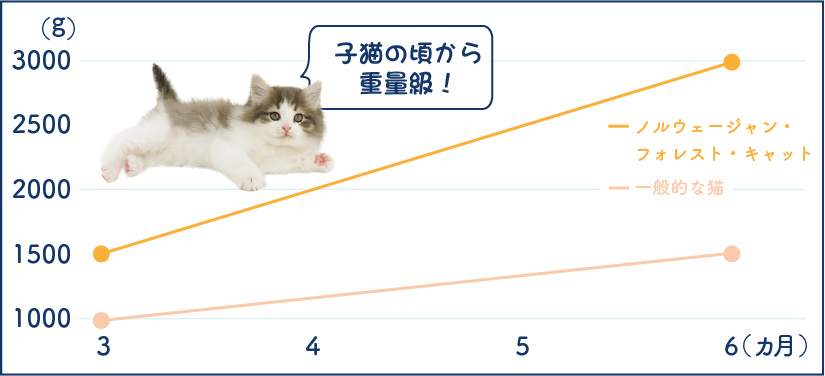 ノルウェージャン・フォレスト・キャットの特徴