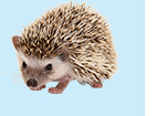 ハリネズミ